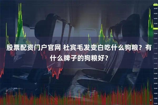 股票配资门户官网 杜宾毛发变白吃什么狗粮？有什么牌子的狗粮好？